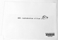 Image of Lophodermium ciliatum